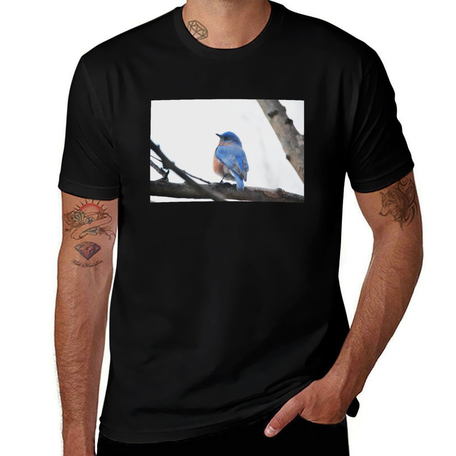 Male Eastern Bluebird Nature P - Photography Training review and price